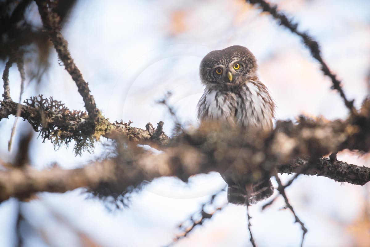 Chouette chevechette