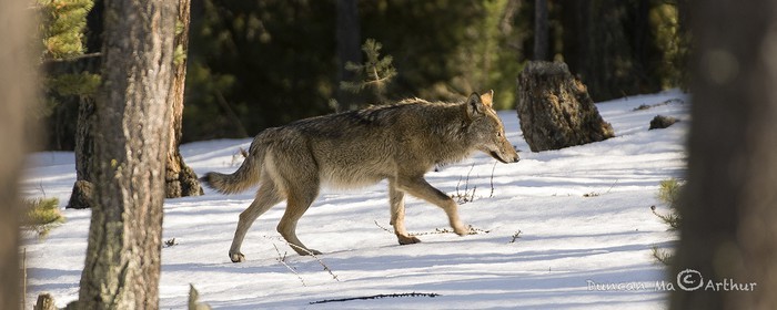 Le loup dans le Queyras