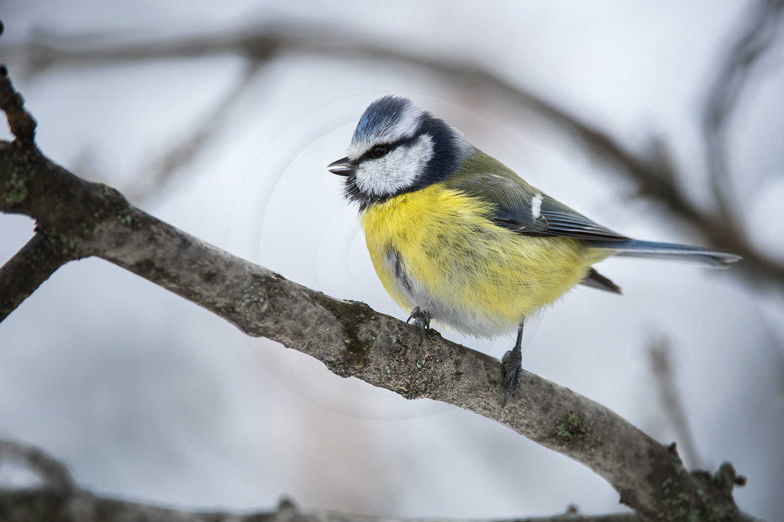la mésange bleue