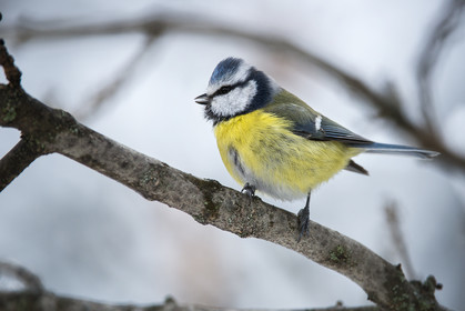 Blue tit