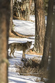 The wolf