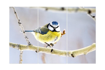 la mésange bleue
