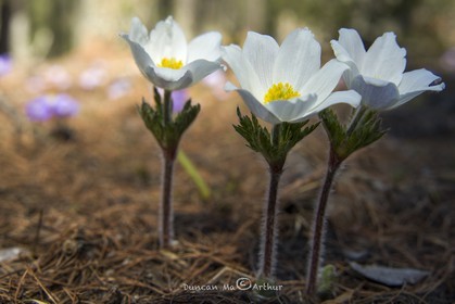 Anemones