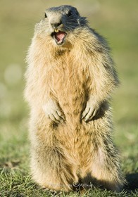 piooooou piooouuuu !