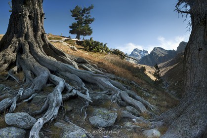 Old roots and mount Viso