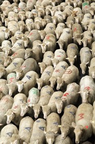 Transhumance