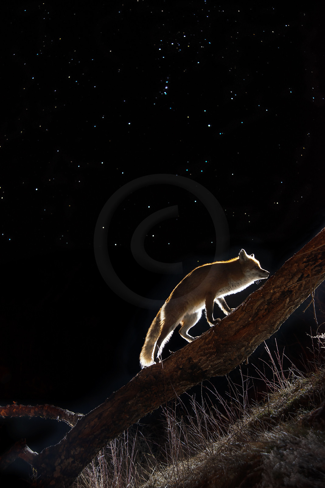 Star Fox