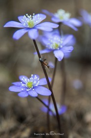Fourmis rousse sur hépathique