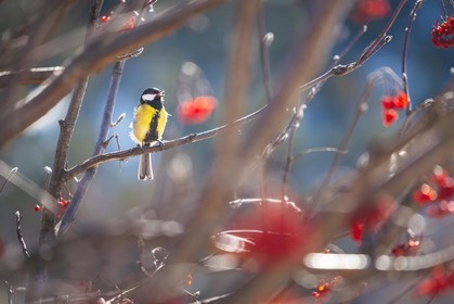 Mésange charbonnière dans un sorbier
