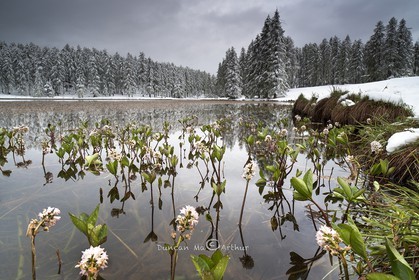 Mixed seasons, May 15th, at the lake of Roue