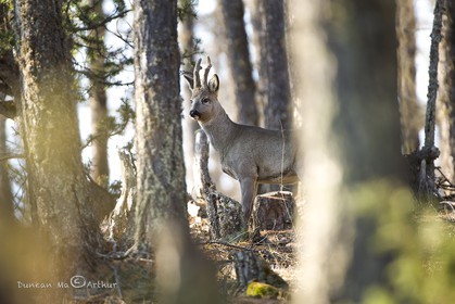 RoedeerIf you can see me I can see you