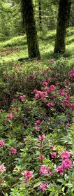 Rhododendrons in the larch forest