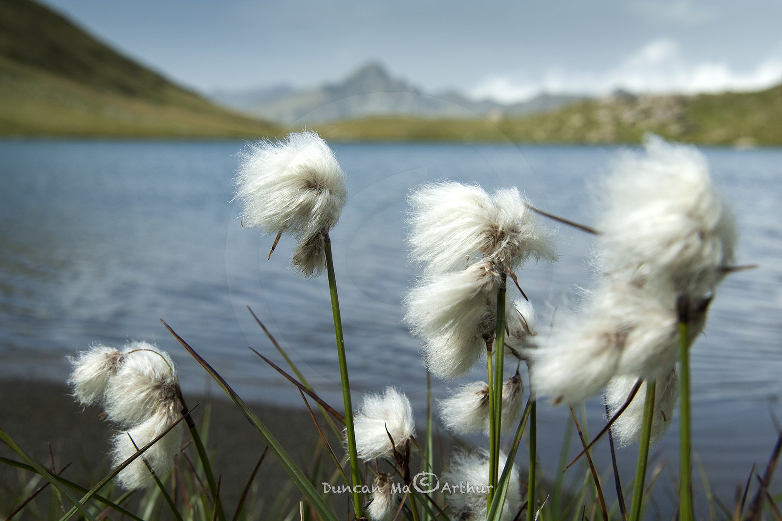Linaigrettes au lac Egorgéou