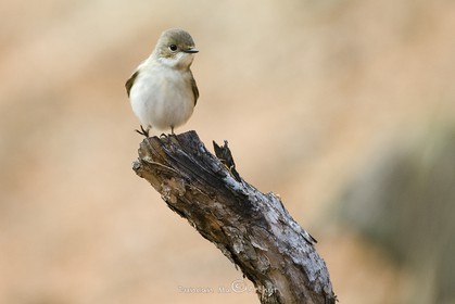Le gobe mouche (femelle)