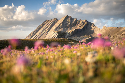 La Taillante fleurie©Pierre Barrot