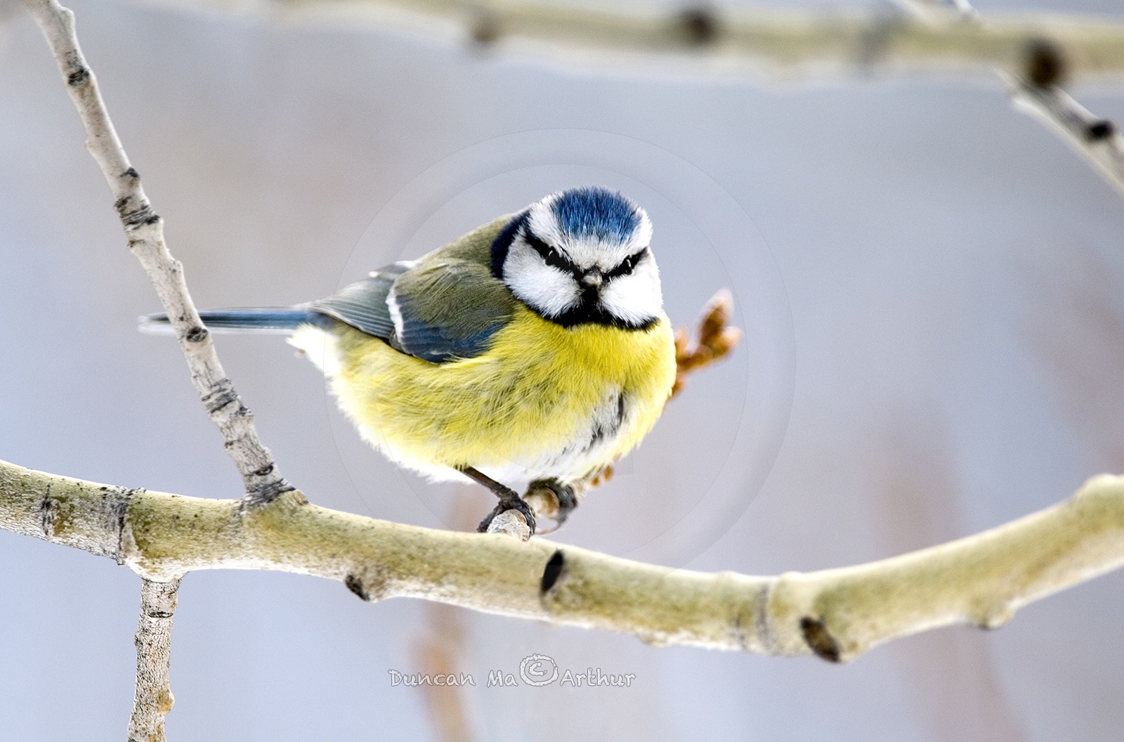 Mésange bleue