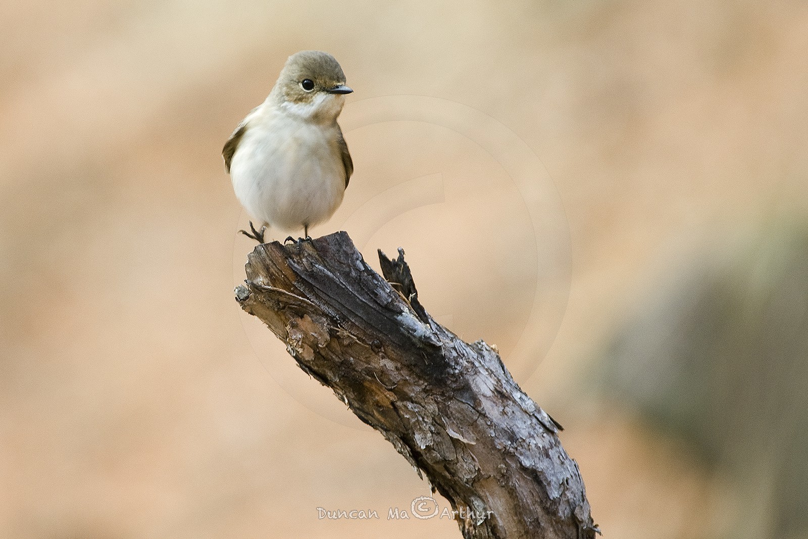Le gobe mouche (femelle)