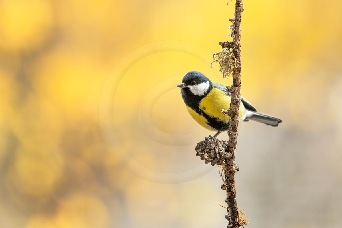 Mésange charbonnière
