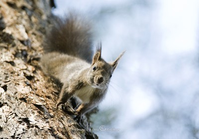 Squirrel