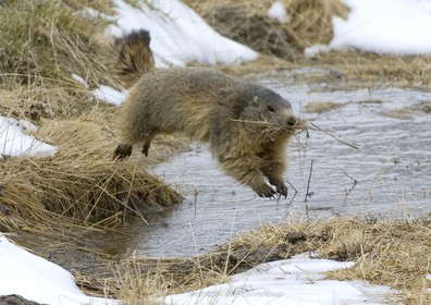 Super marmotte