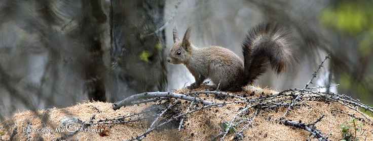 Squirrel