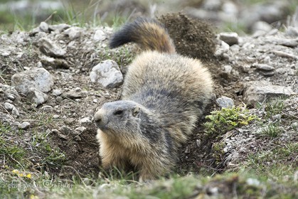 Marmotte creuse son trou