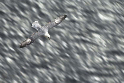 Fulmar en vol au dessus de la mer, vu depuis le haut d'une falaise