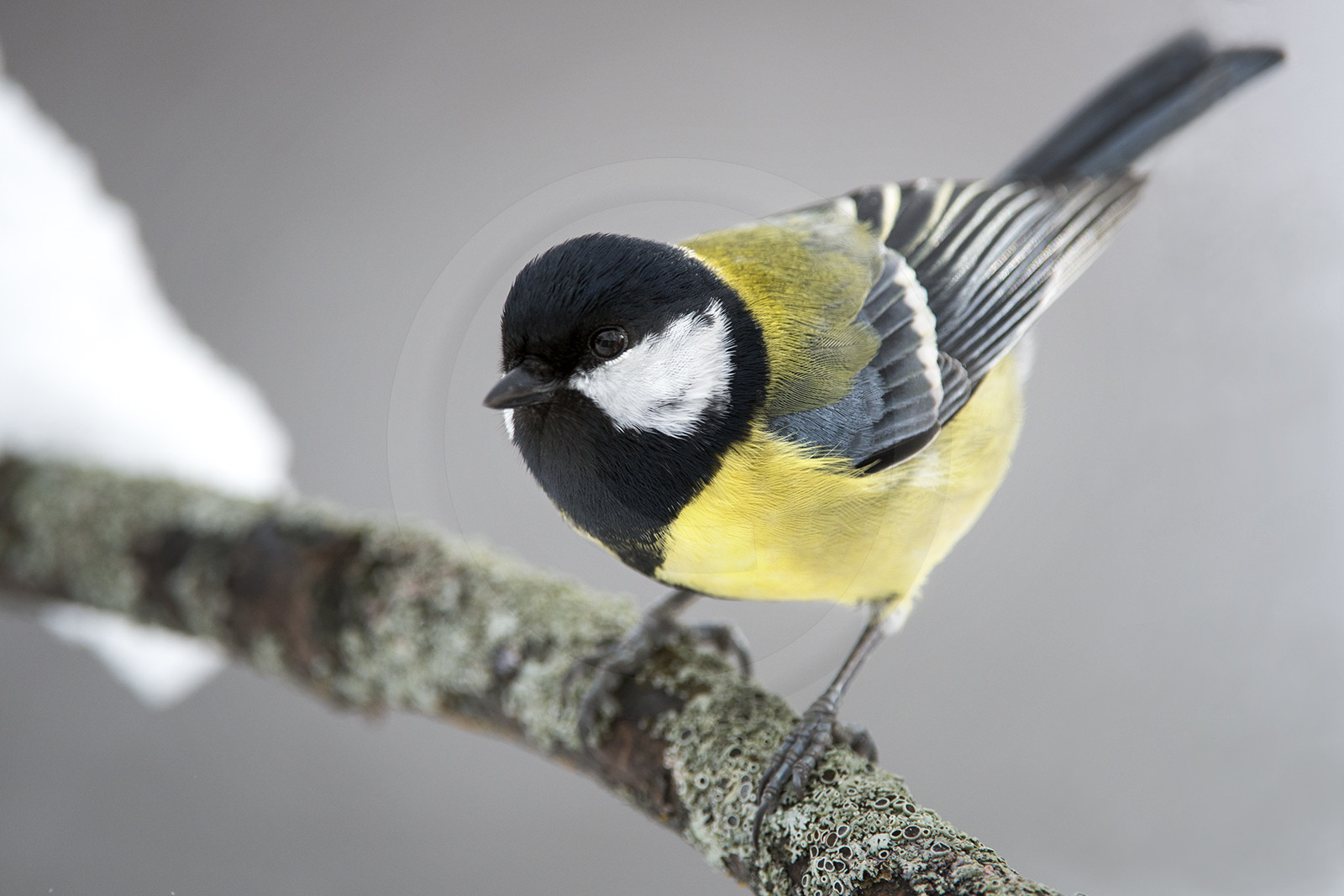 la mésange charbonnière