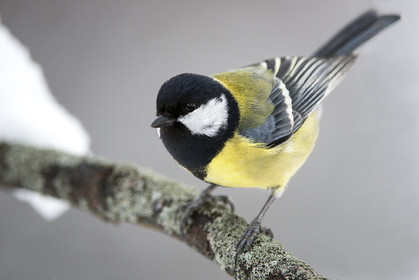 la mésange charbonnière