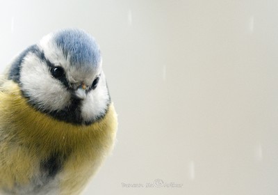 Mésange bleue