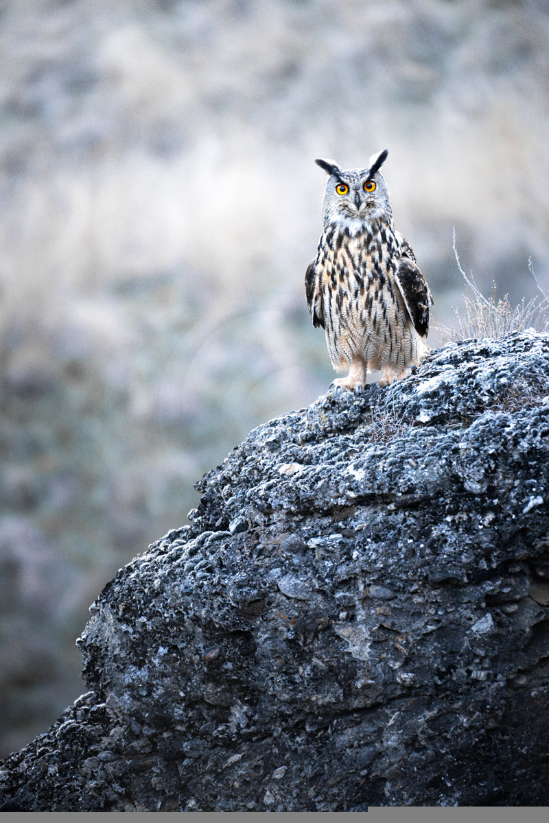 Le Grand duc d'Europe ©Pierre Barrot