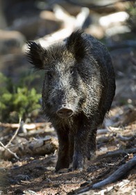 Le sanglier