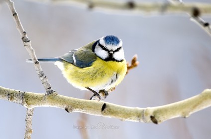 Mésange bleue
