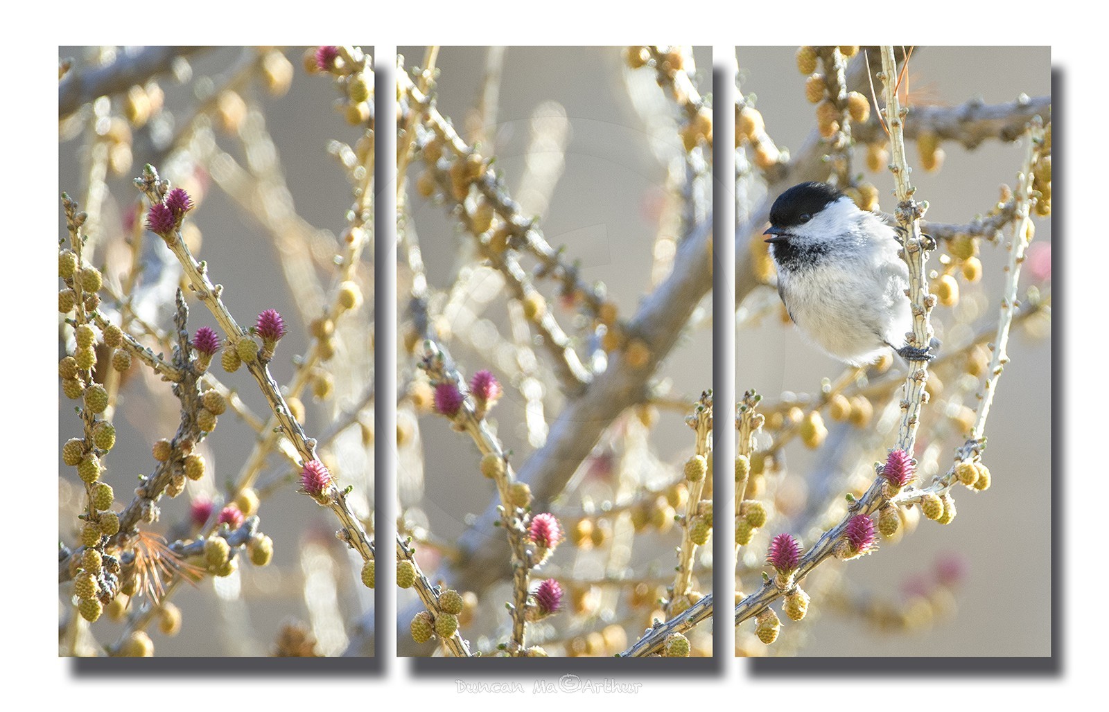 La mésange boréale et les fleurs de mélèzes