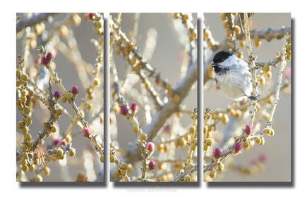 La mésange boréale et les fleurs de mélèzes