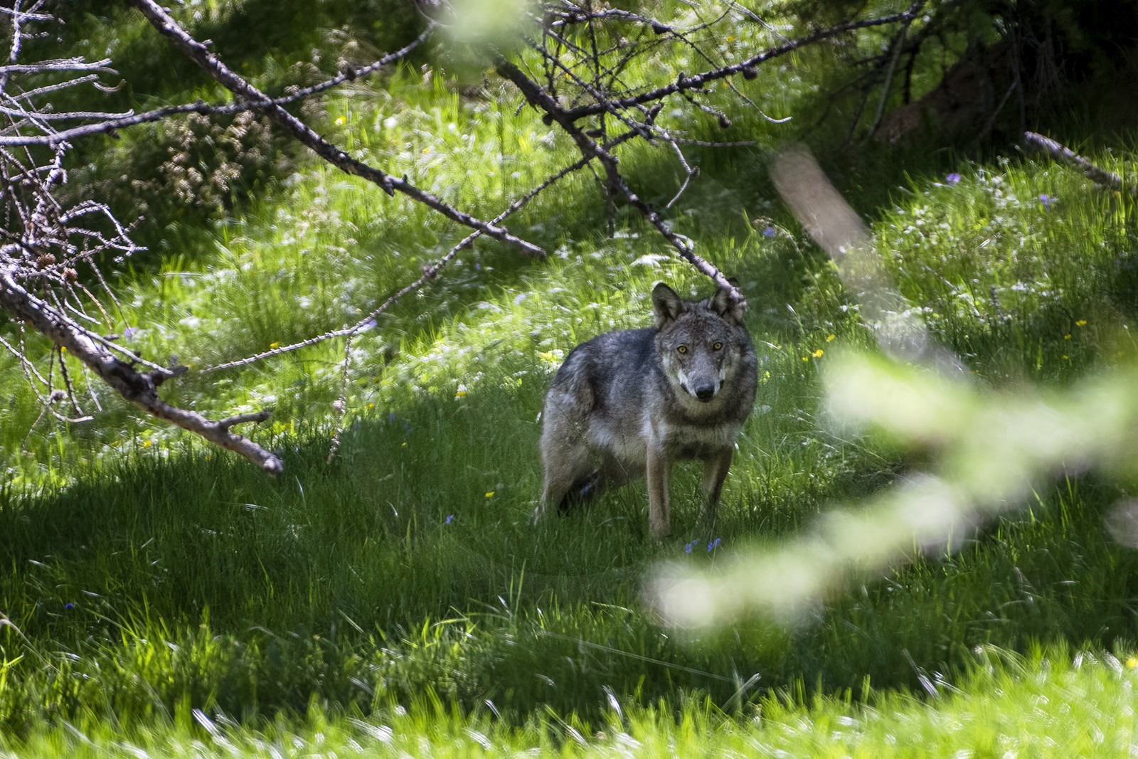 Le loup