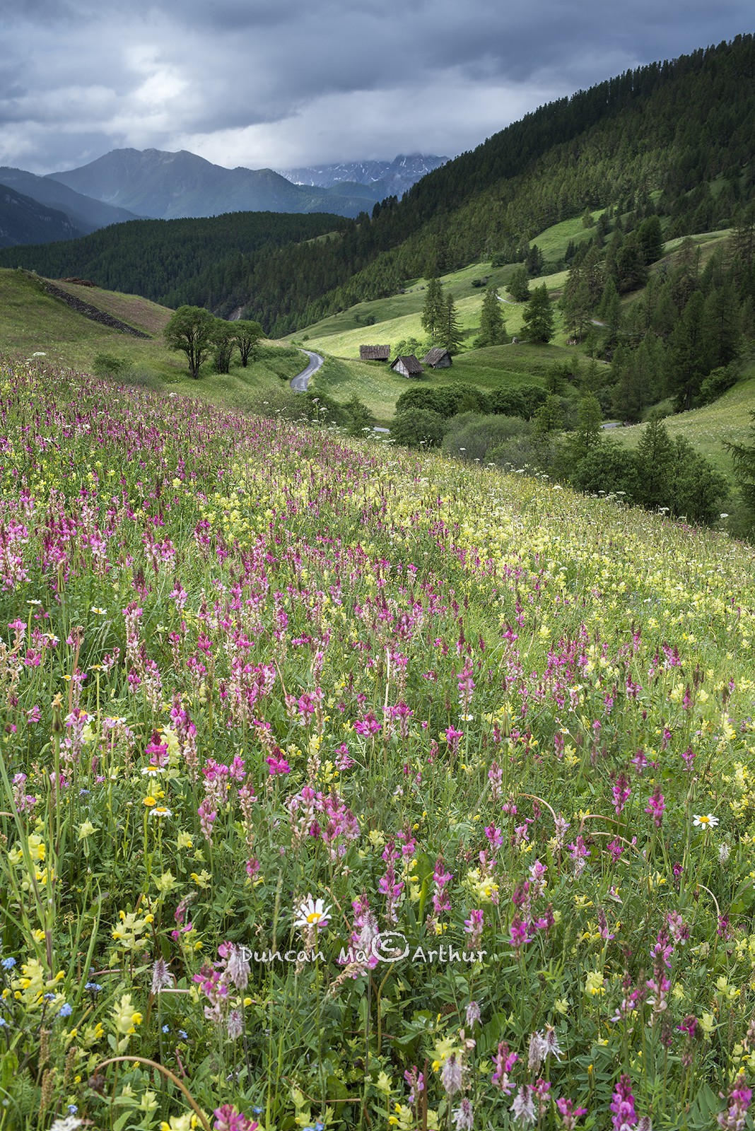 Les prés fleuris de Souliers