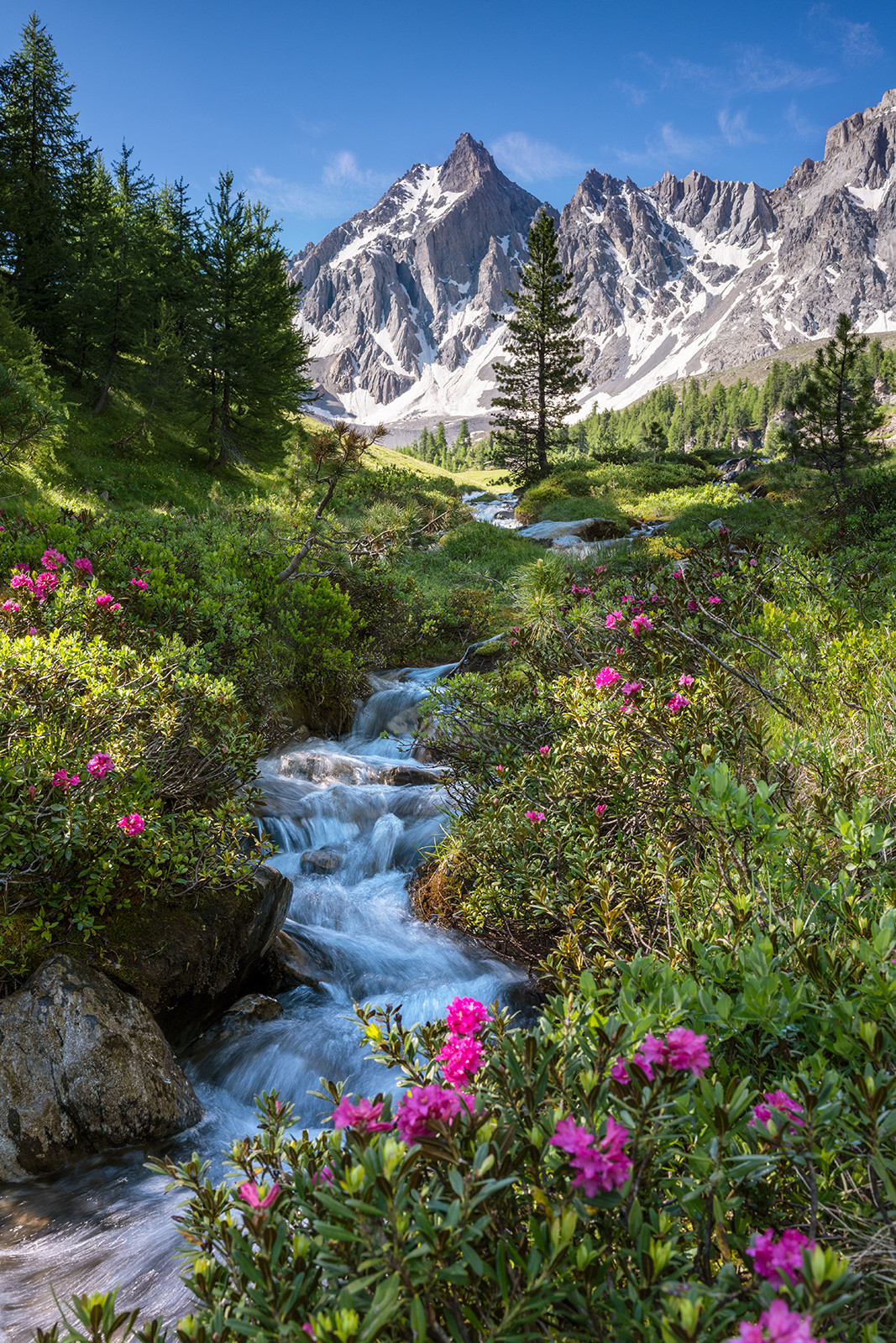 Le torrent de la Pisse entouré de rhododendrons