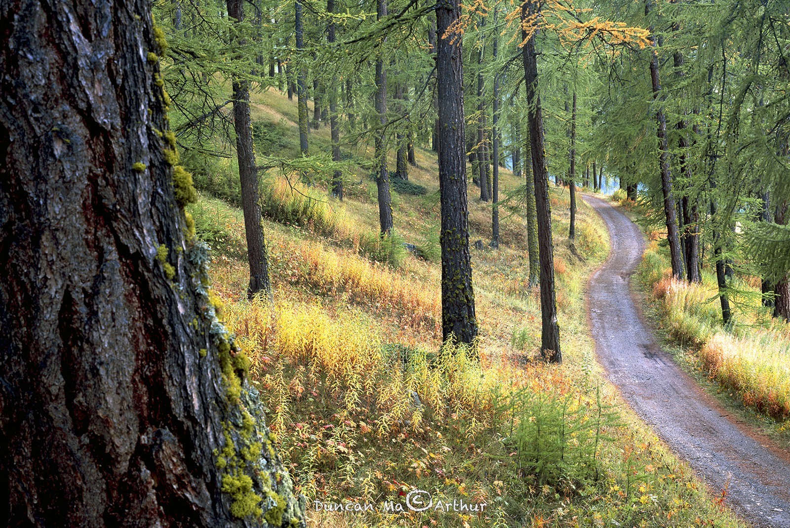 Le chemin des Amoureux, Molines.