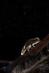 Star Fox