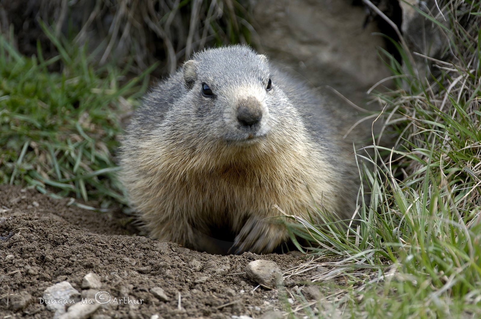 Marmotte sort