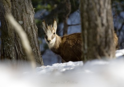 Petit chamois