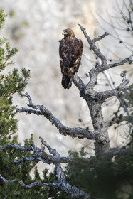 L'aigle royal