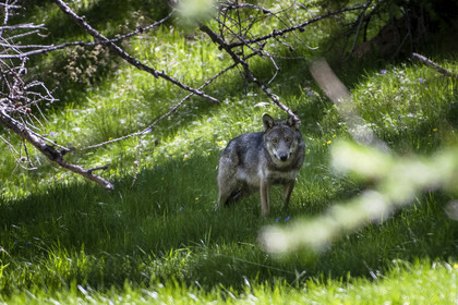 Le loup