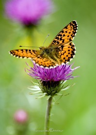 Papillon
