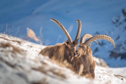 Rut du bouquetin deux mâle se jaugent
