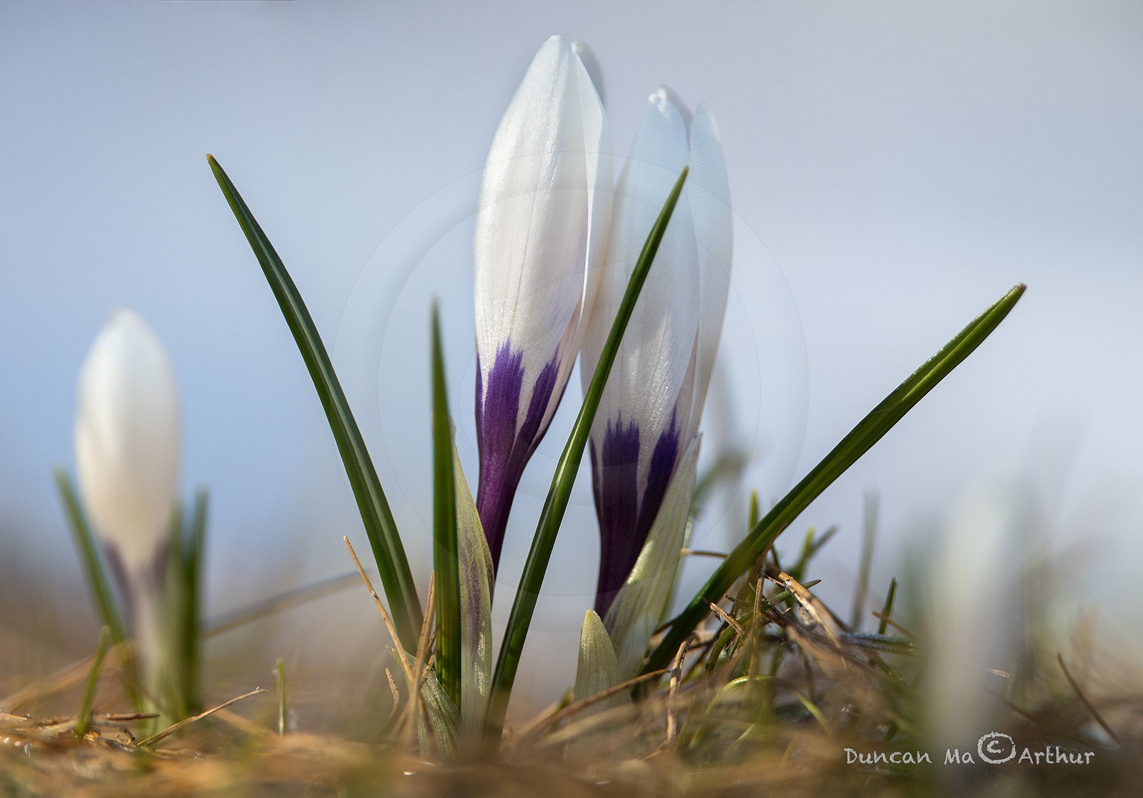 Crocus du printemps